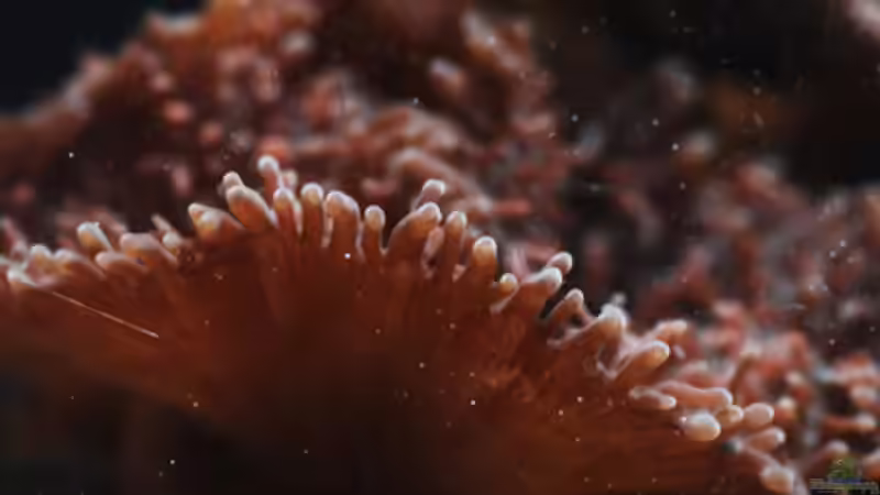 Besatz im Aquarium Seewasser von Cichlid Power (33)