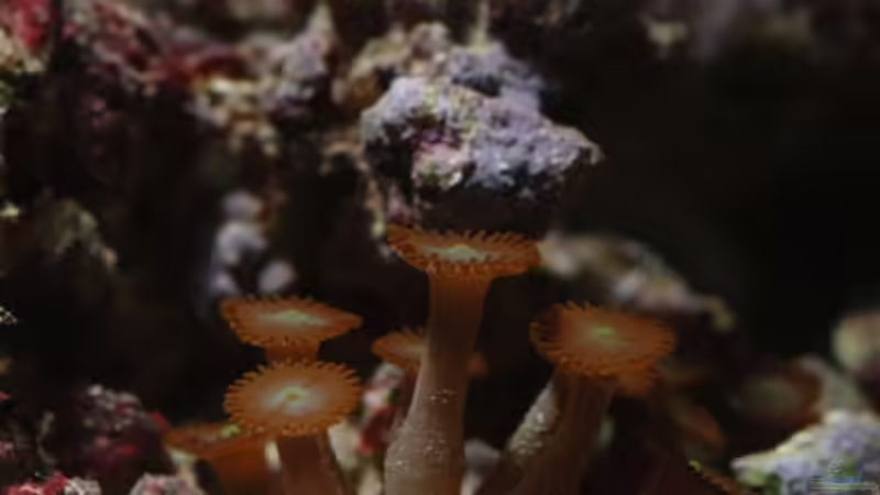 Besatz im Aquarium Seewasser von Cichlid Power (35)