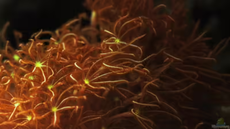 Besatz im Aquarium Seewasser von Cichlid Power (36)