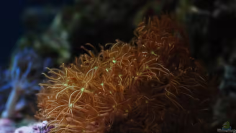 Besatz im Aquarium Seewasser von Cichlid Power (37)