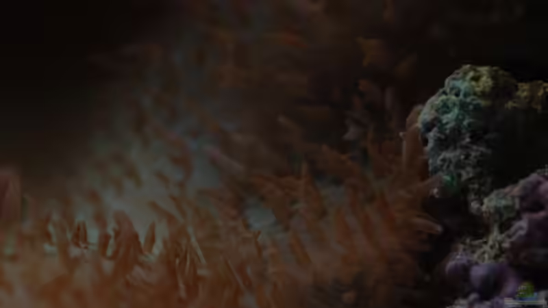 Besatz im Aquarium Seewasser von Cichlid Power (40)