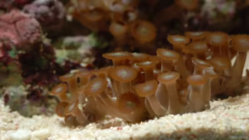 Besatz im Aquarium Seewasser von Cichlid Power (42)