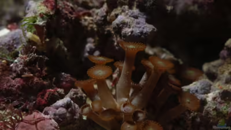 Besatz im Aquarium Seewasser von Cichlid Power (43)