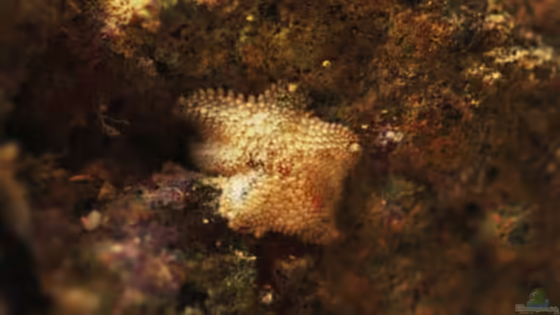 Besatz im Aquarium Seewasser von Cichlid Power (45)