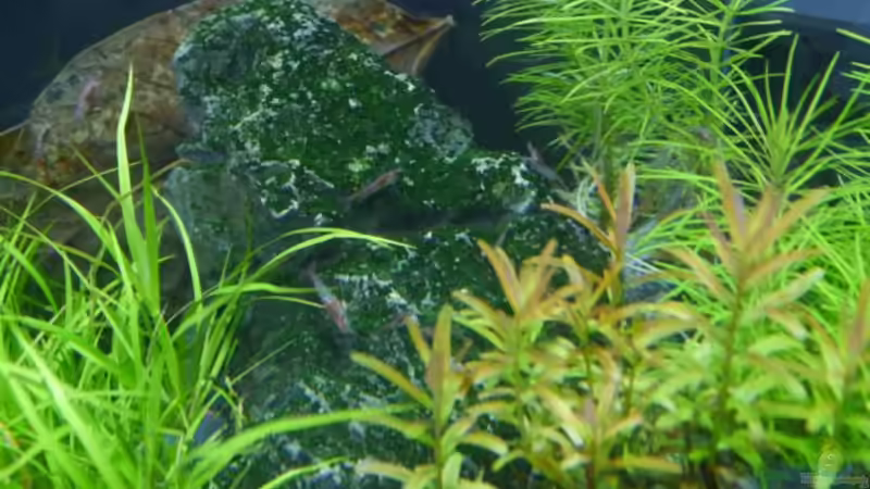 Besatz im Aquarium Seiryu Rocks von Zebraschneggla (8)