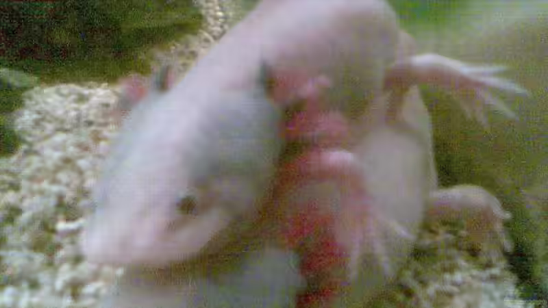 Besatz im Aquarium Sera Anfängerset von Xiahtic (6)