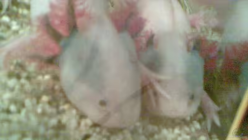 Besatz im Aquarium Sera Anfängerset von Xiahtic (7)