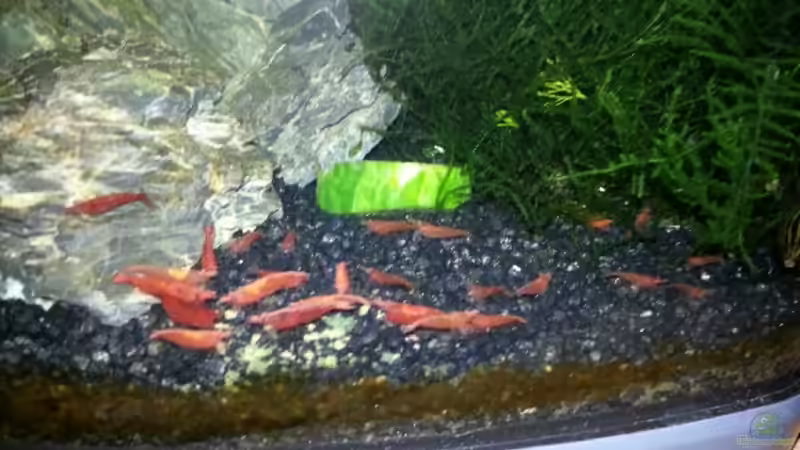 Besatz im Aquarium Sera cube 60 von Na Dine (8)