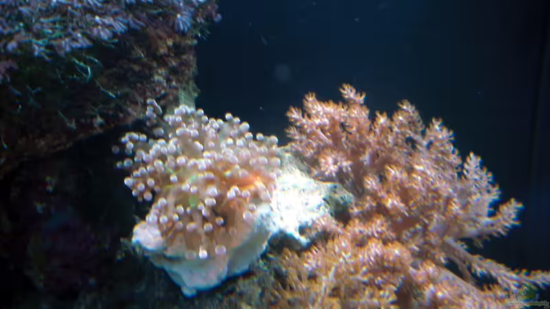 Besatz im Aquarium Sera marin Biotop Cube 130 von Georg1983 (10)