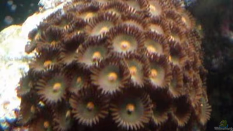 Besatz im Aquarium Sera marin Biotop Cube 130 von Georg1983 (12)