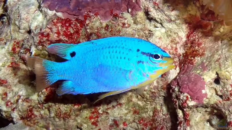 Besatz im Aquarium Sera marin Biotop Cube 130 von Georg1983 (13)