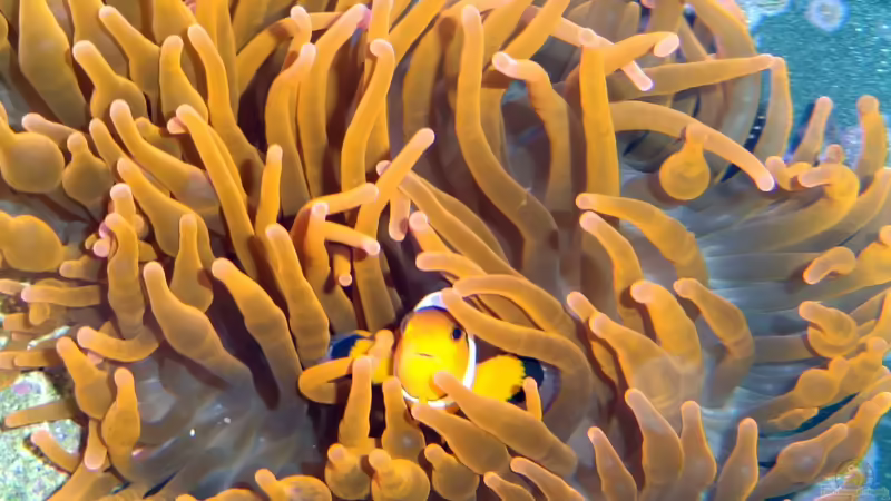 Besatz im Aquarium Sera marin Biotop Cube 130 von Georg1983 (16)