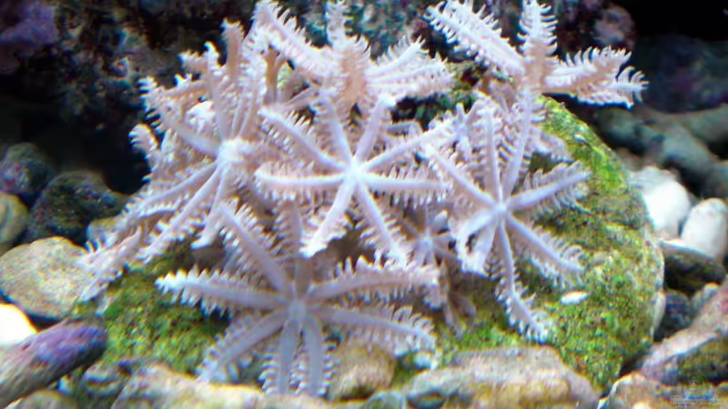 Besatz im Aquarium Sera marin Biotop Cube 130 von Georg1983 (17)