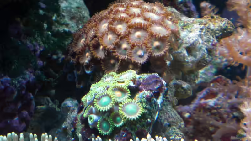 Besatz im Aquarium Sera marin Biotop Cube 130 von Georg1983 (18)