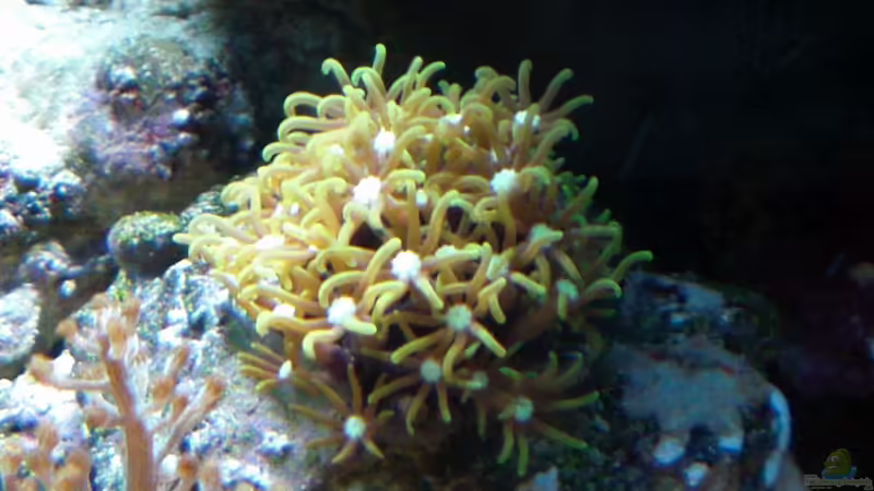 Besatz im Aquarium Sera marin Biotop Cube 130 von Georg1983 (19)