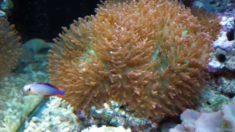 Besatz im Aquarium Sera marin Biotop Cube 130 von Georg1983 (21)