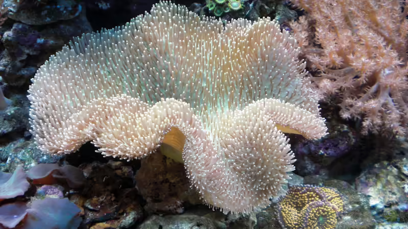 Besatz im Aquarium Sera marin Biotop Cube 130 von Georg1983 (22)