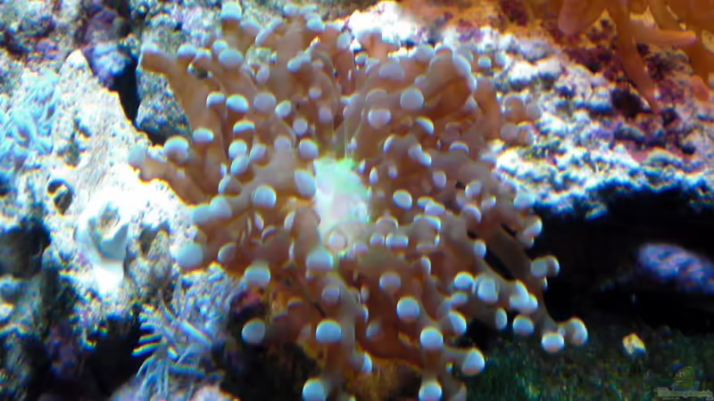 Besatz im Aquarium Sera marin Biotop Cube 130 von Georg1983 (24)