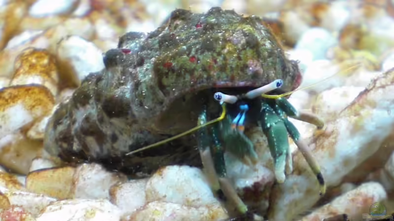 Besatz im Aquarium Sera marin Biotop Cube 130 von Georg1983 (8)