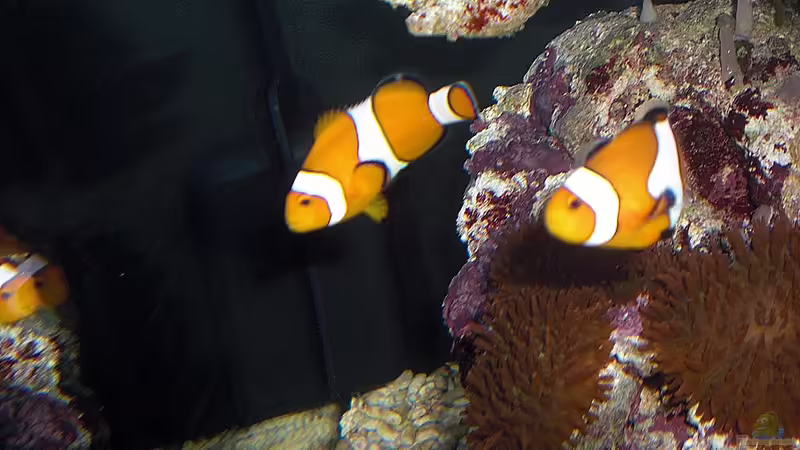 Besatz im Aquarium Sera marin Biotop Cube 130 von Georg1983 (9)