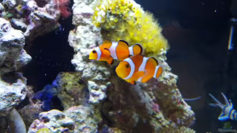 Besatz im Aquarium Sera Marin LED 130 von KingTritonBS (10)