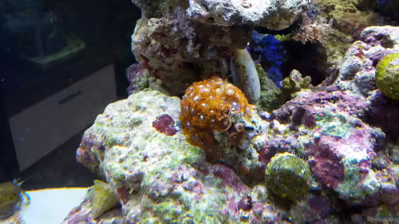 Besatz im Aquarium Sera Marin LED 130 von KingTritonBS (11)