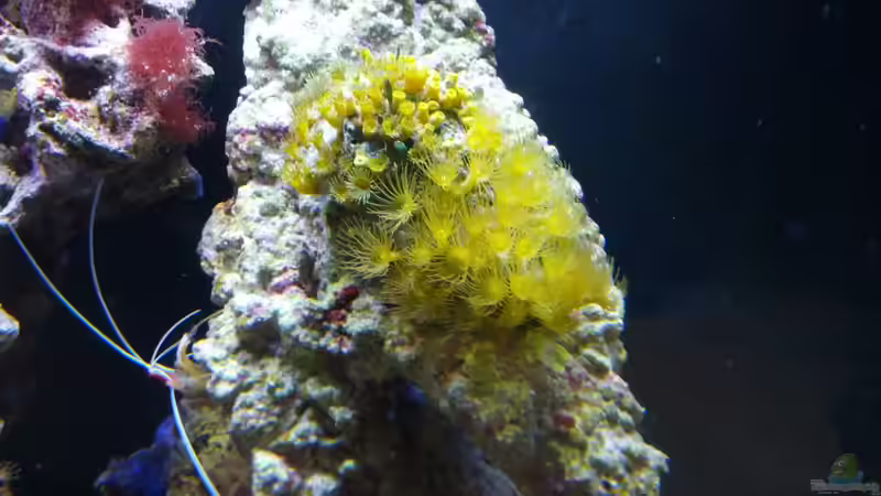 Besatz im Aquarium Sera Marin LED 130 von KingTritonBS (12)