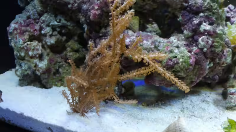 Besatz im Aquarium Sera Marin LED 130 von KingTritonBS (14)