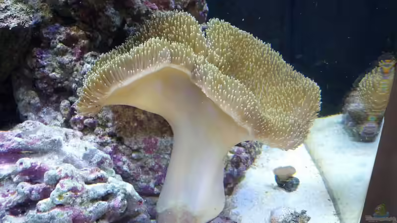 Besatz im Aquarium Sera Marin LED 130 von KingTritonBS (16)