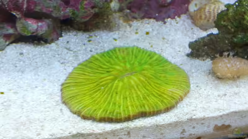 Besatz im Aquarium Sera Marin LED 130 von KingTritonBS (17)