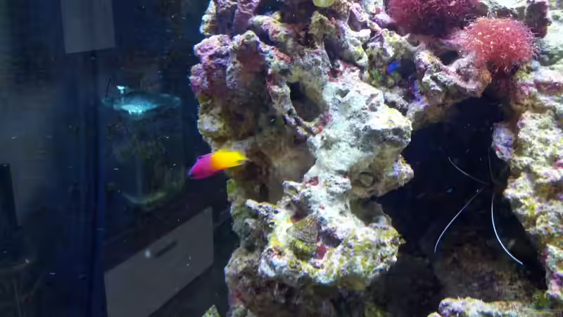 Besatz im Aquarium Sera Marin LED 130 von KingTritonBS (19)