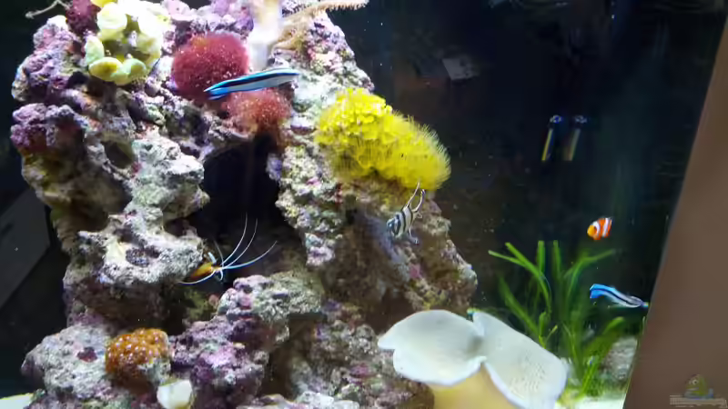 Besatz im Aquarium Sera Marin LED 130 von KingTritonBS (22)