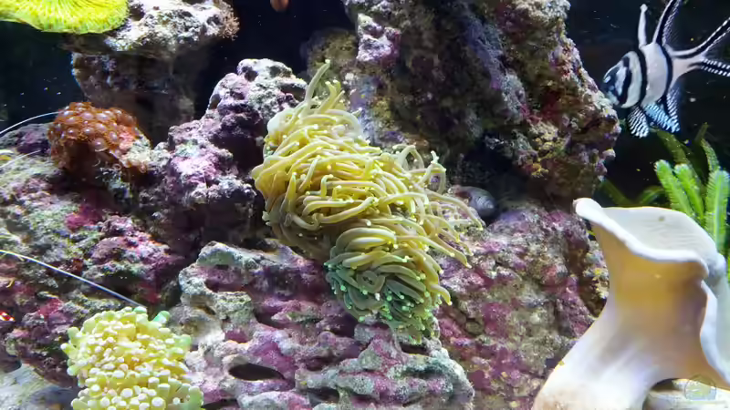 Besatz im Aquarium Sera Marin LED 130 von KingTritonBS (25)