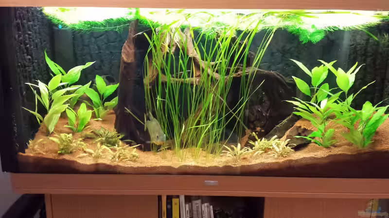 Besatz im Aquarium Serrasalmus - the one and lonely von NRW (30)