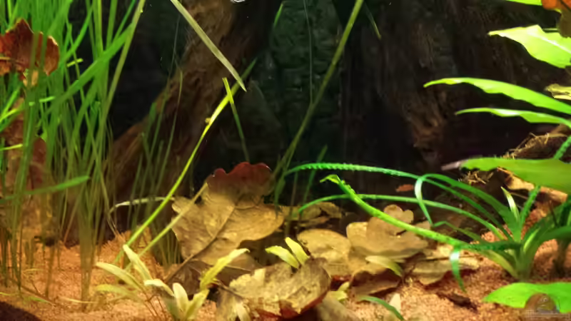 Besatz im Aquarium Serrasalmus - the one and lonely von NRW (32)