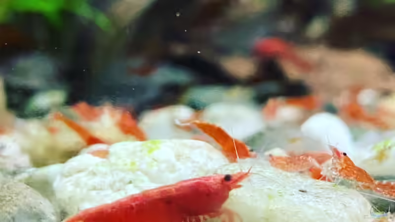 Besatz im Aquarium Serrasalmus Immaculatus von Basti84 (3)