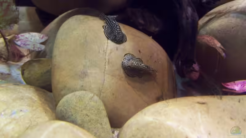 Besatz im Aquarium Sewellia Artenbecken von duese (10)