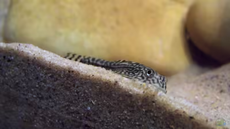 Besatz im Aquarium Sewellia Artenbecken von duese (11)