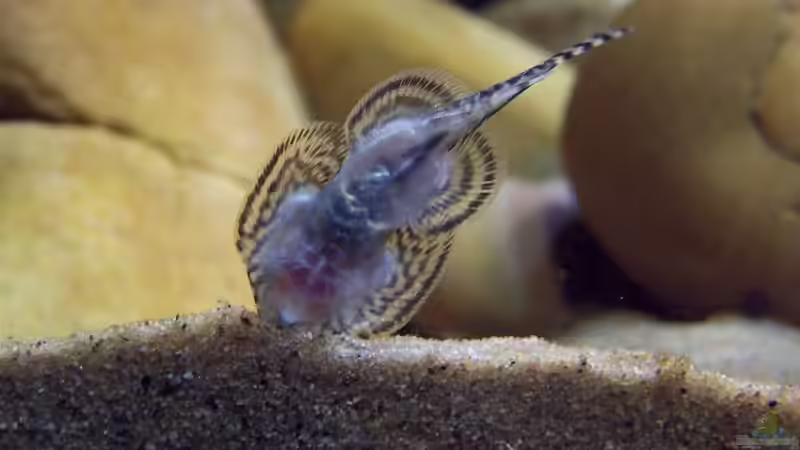 Besatz im Aquarium Sewellia Artenbecken von duese (12)