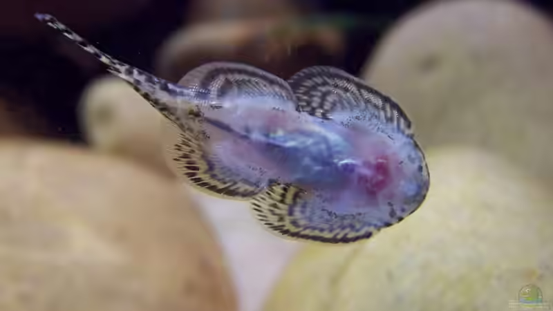 Besatz im Aquarium Sewellia Artenbecken von duese (13)