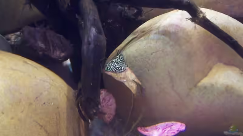 Besatz im Aquarium Sewellia Artenbecken von duese (15)