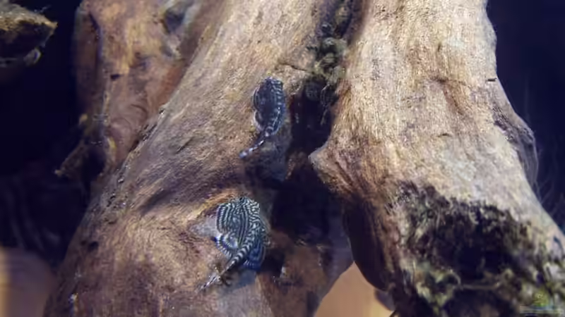 Besatz im Aquarium Sewellia Artenbecken von duese (17)