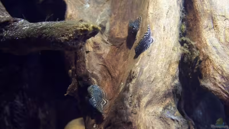 Besatz im Aquarium Sewellia Artenbecken von duese (18)