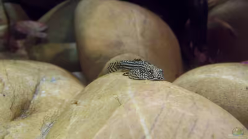 Besatz im Aquarium Sewellia Artenbecken von duese (9)