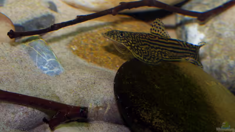 Besatz im Aquarium Sewellia Bachlauf von Nico NK (39)