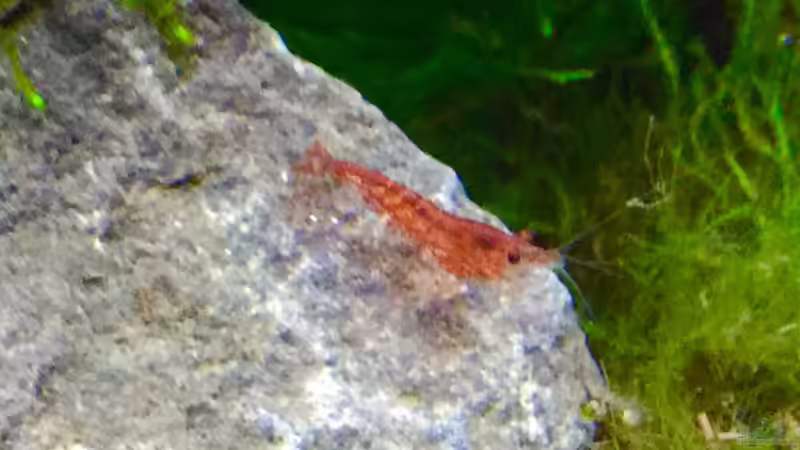 Besatz im Aquarium Shrimps von CRU (10)
