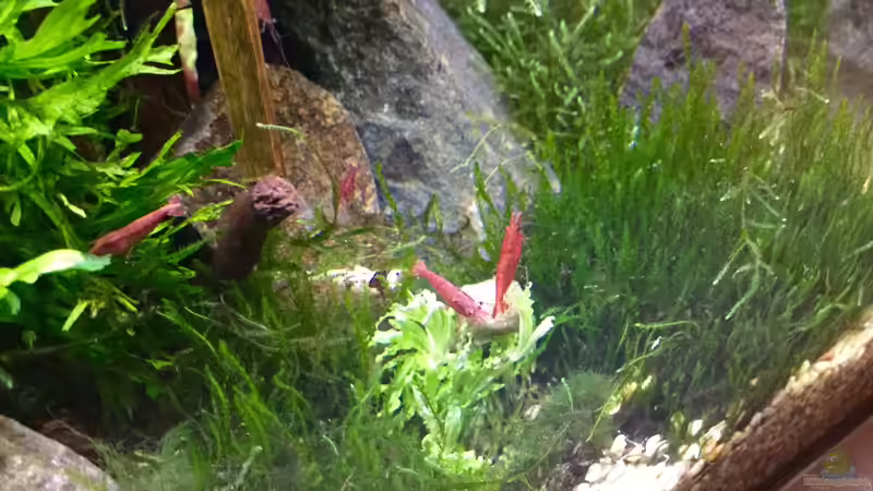 Besatz im Aquarium Shrimps von CRU (11)