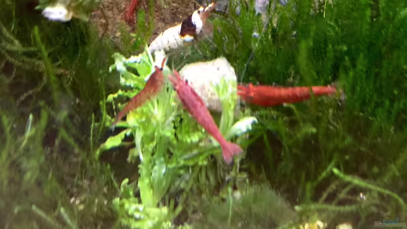 Besatz im Aquarium Shrimps von CRU (6)