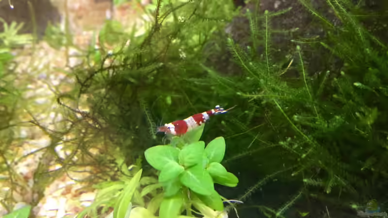 Besatz im Aquarium Shrimps von CRU (9)