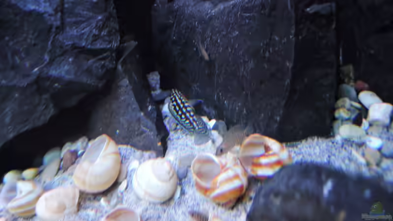 Besatz im Aquarium simileri Reich von similis (31)